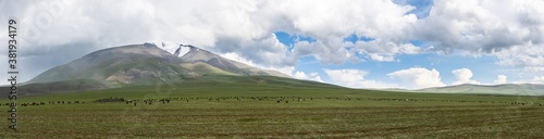 Panorama Herd Sheep Goats Mongolia © Daan