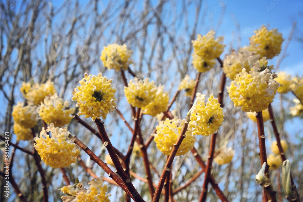 Yellow edgeworthia chrysantha paperbush in bloom Yellow edgeworthia chrysantha paperbush in bloom