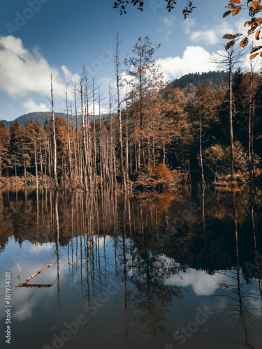 Reflection of Trees in the Lake, Borçka, Artvin
