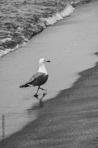 Seagull Taking A Walk