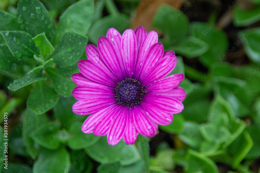 Obraz premium purple flower with rain drops