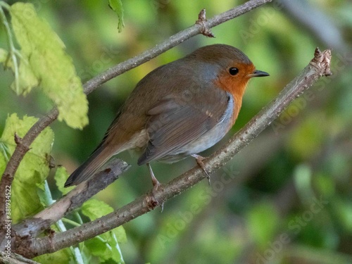 beautiful robin perched in a tree in the sunshine