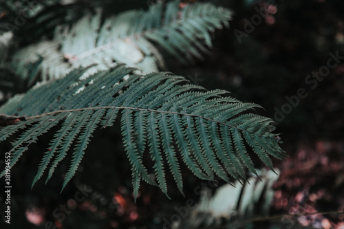 Fern Leaf in Winter