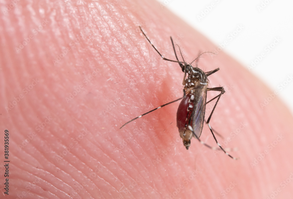 mosquito sucking bloode on human skin cause sick mosquito sucking bloode on human skin cause sick