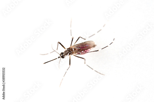 Mosquito on white background © marine0014