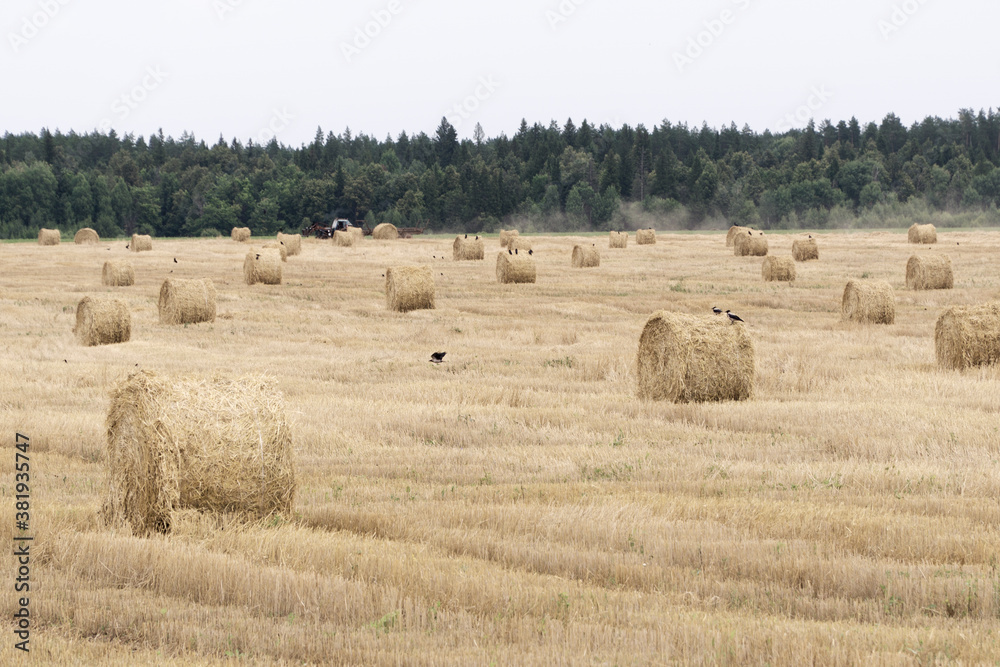 rolls of harvested forage grass, crows and a tractor