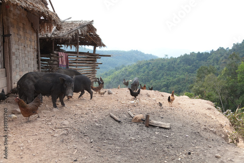 Luang Namtha Laos 12/24/2011 remote traditional tribal region of northwest Laos  photo