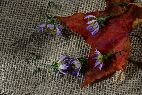 autumn leaf with fading blue flowers on a burlap background. the concept of the completion of summer days  fading love  sadness  memory of the past.
