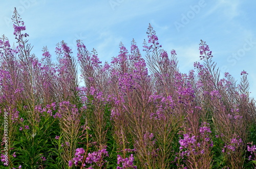 Ivan tea or ivan chaj blossoms against the blue sky. The medicinal plant willow-herb grows in the meadow. Blooming Sally on a background of blue sky