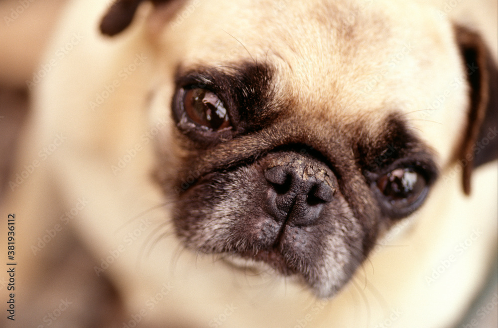 Obraz premium 犬
