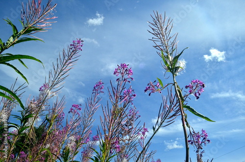 Ivan tea or ivan chaj blossoms against the blue sky. The medicinal plant willow-herb grows in the meadow. Blooming Sally on a background of blue sky photo