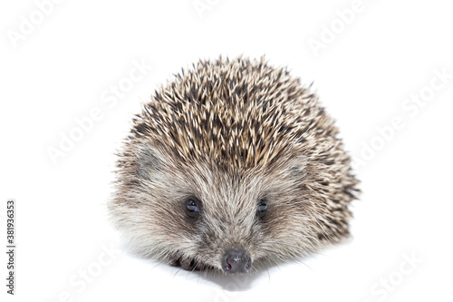 Hedgehog isolate on white background..