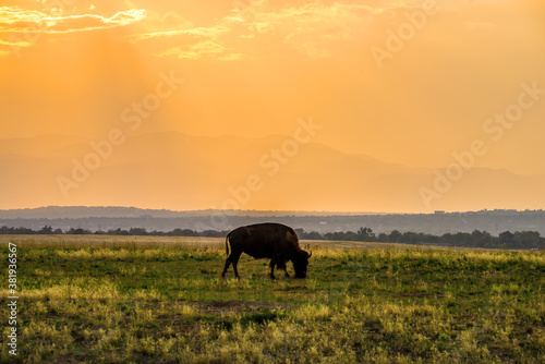 Canvas Print Buffalo grazing at sunset in Rocky Mountain Arsenal National Wildlife Refuge