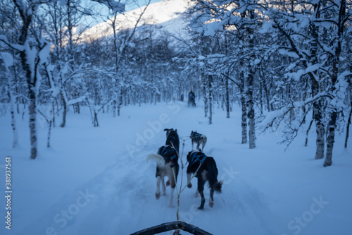 Dogs Pulling Sled through Snowy Forest