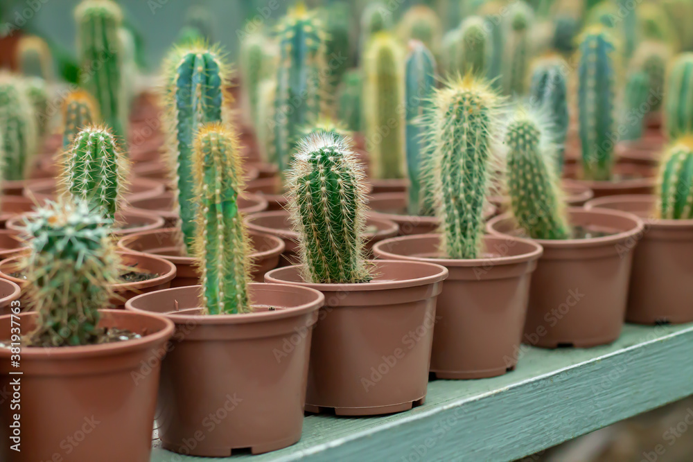 A lot of potted small cactus plants sale on store counter