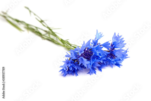 Cornflowers bunch isolated on white background