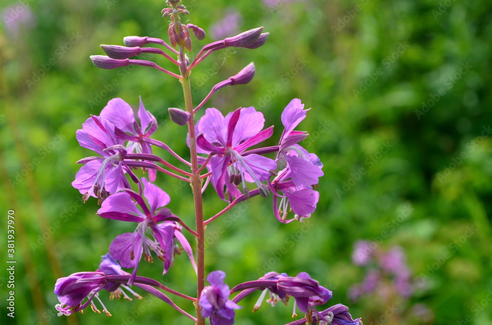 Cloese-up of Ivan tea or ivan chaj flowers The medicinal plant willow-herb grows in the meadow. Blooming Sally on a background of blue sky