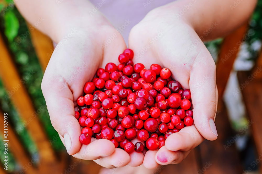 girl holding red cranberries in her hands girl holding red cranberries in her hands