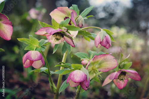 Helleborus x hybridus Harvington picotee Lenten rose in bloom photo