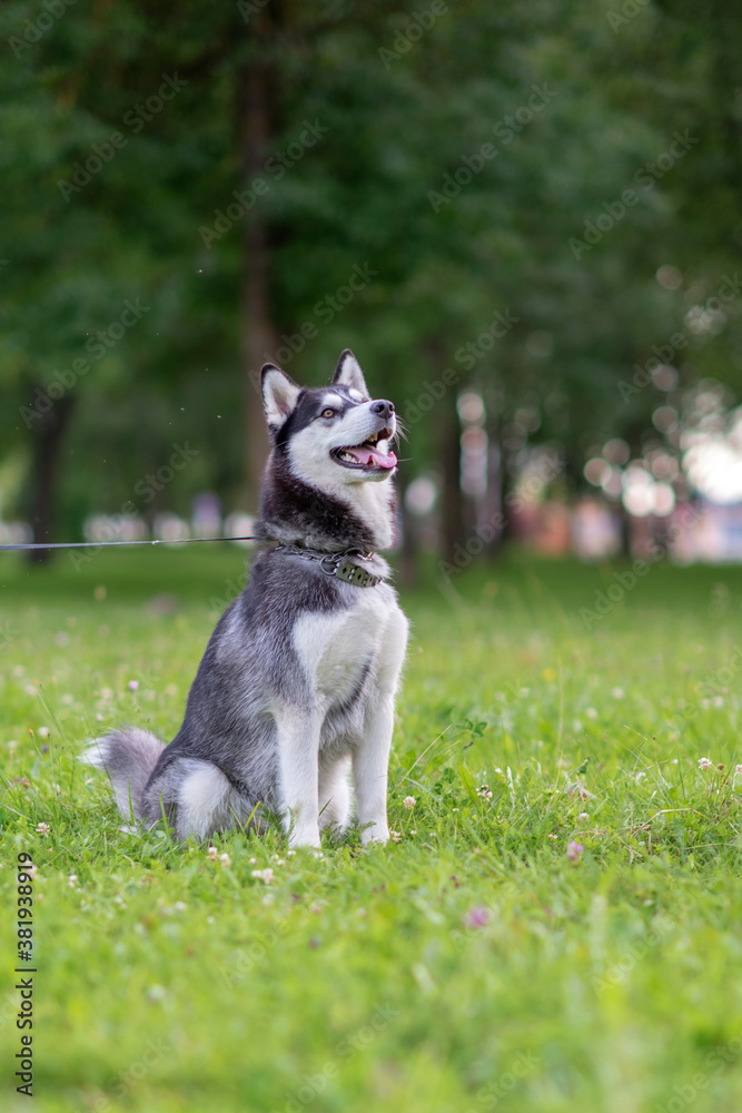 A cheerful Siberian husky plays in the park on a leash.
