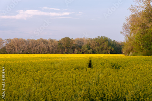 Field of yellow rape flowers in Poland. Selective focus. 