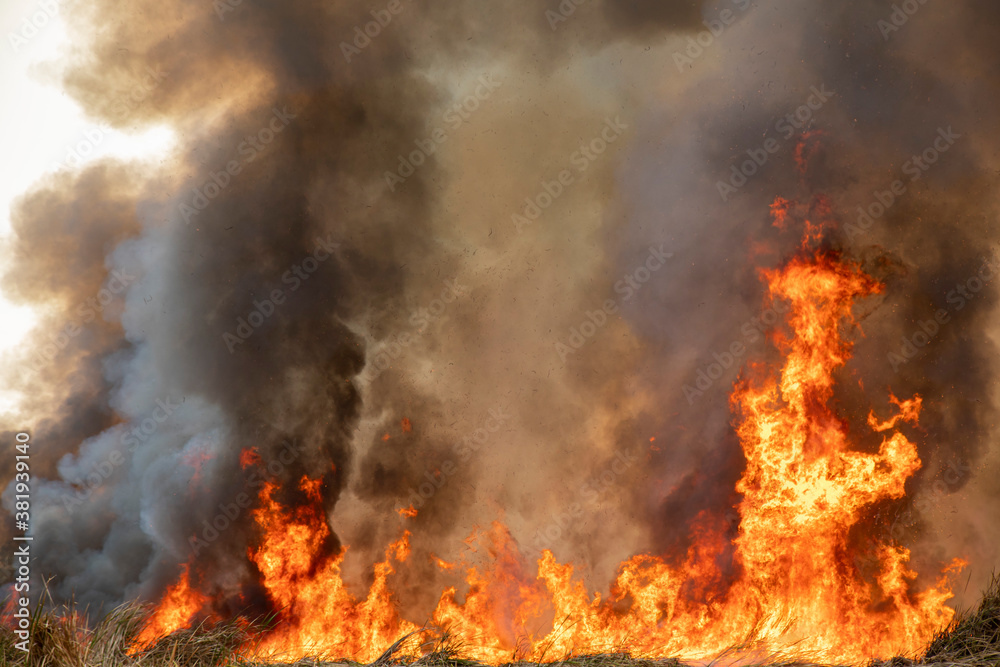  Red raging flame of fire burn in grass fields, forests and black and white smoke to sky.