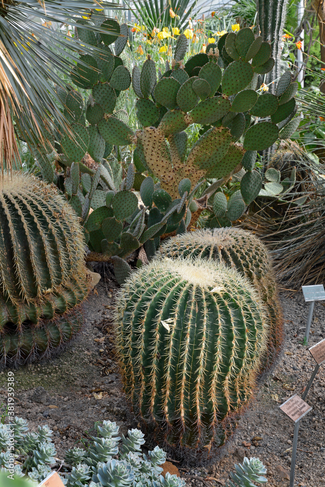 botanischer garten im schlosspark in münster, westfalen, kaktus botanischer garten im schlosspark in münster, westfalen, kaktus