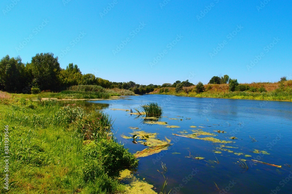 Fototapeta premium river and forest
