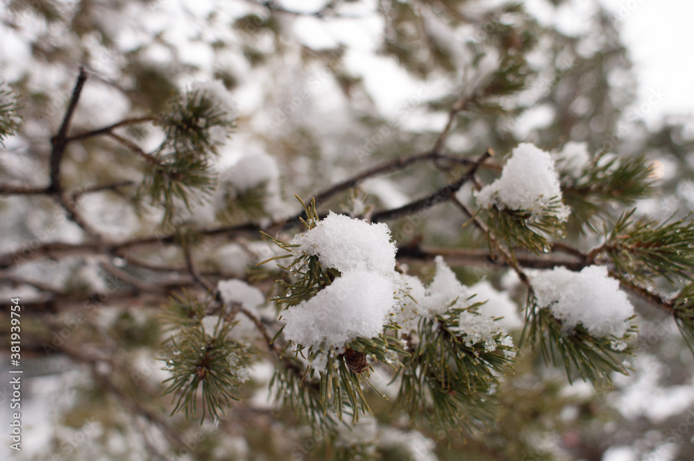 Rama de pino cubierta de nieve