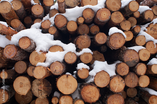 Troncos de pinos cubiertos de nieve