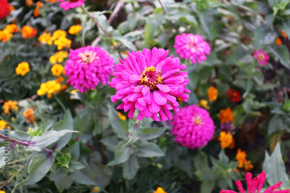 Beautiful romantic flowers on garden Beautiful romantic flowers on garden