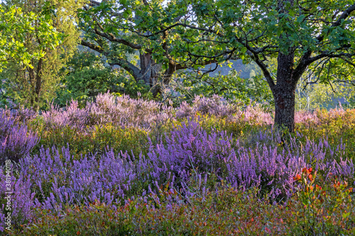 Wallpaper Mural Landschaft in der Lüneburger Heide zur Heideblüte, Niedersachsen, Deutschland Torontodigital.ca