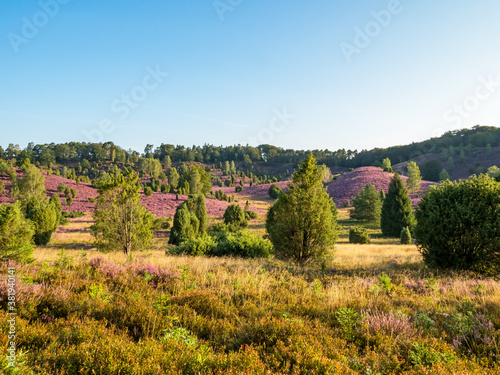 Landschaft in der Lüneburger Heide am Totengrund zur Heideblüte, Niedersachsen, Deutschland