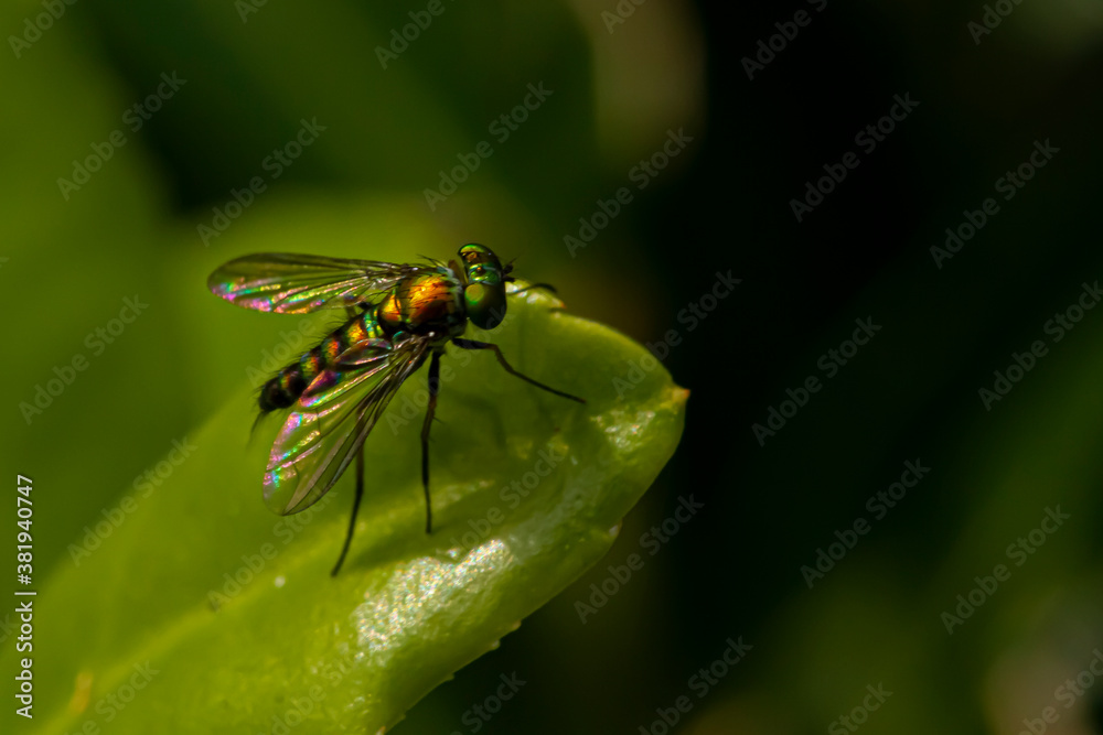 Close up image of a Condylostylus caudatus fly on a leaf. Macro lens image shows the details of the slim, hairy body, vibrant metallic green color and black patterns on its wings. Close up image of a Condylostylus caudatus fly on a leaf. Macro lens image shows the details of the slim, hairy body, vibrant metallic green color and black patterns on its wings.