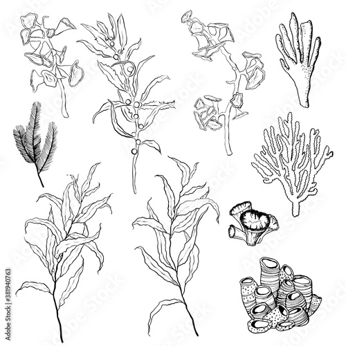 Vector underwater minimalistic set with line art plants and coral reef. Hand painted ocean illustrations isolated on white background. Aquatic illustration for design, print, interior or background.