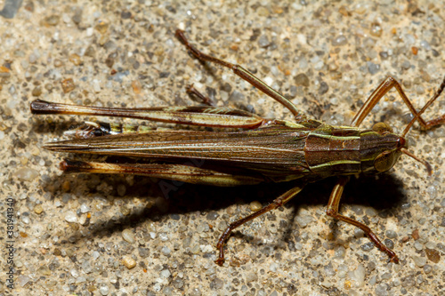 Close up macro image of a large two striped grasshopper (Melanoplus bivittatus) on concrete ground. It has two pale yellow bands on its upper body. this grasshopper is native to north America. photo