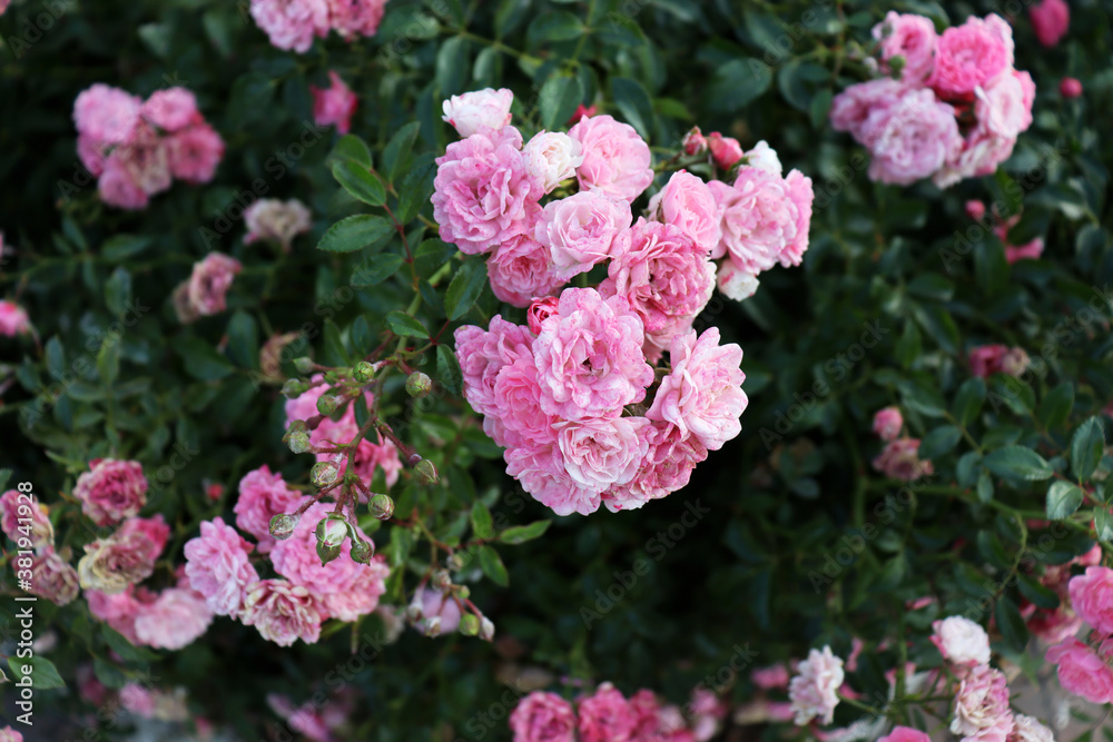 Beautiful romantic pink flowers on big green bush Beautiful romantic pink flowers on big green bush