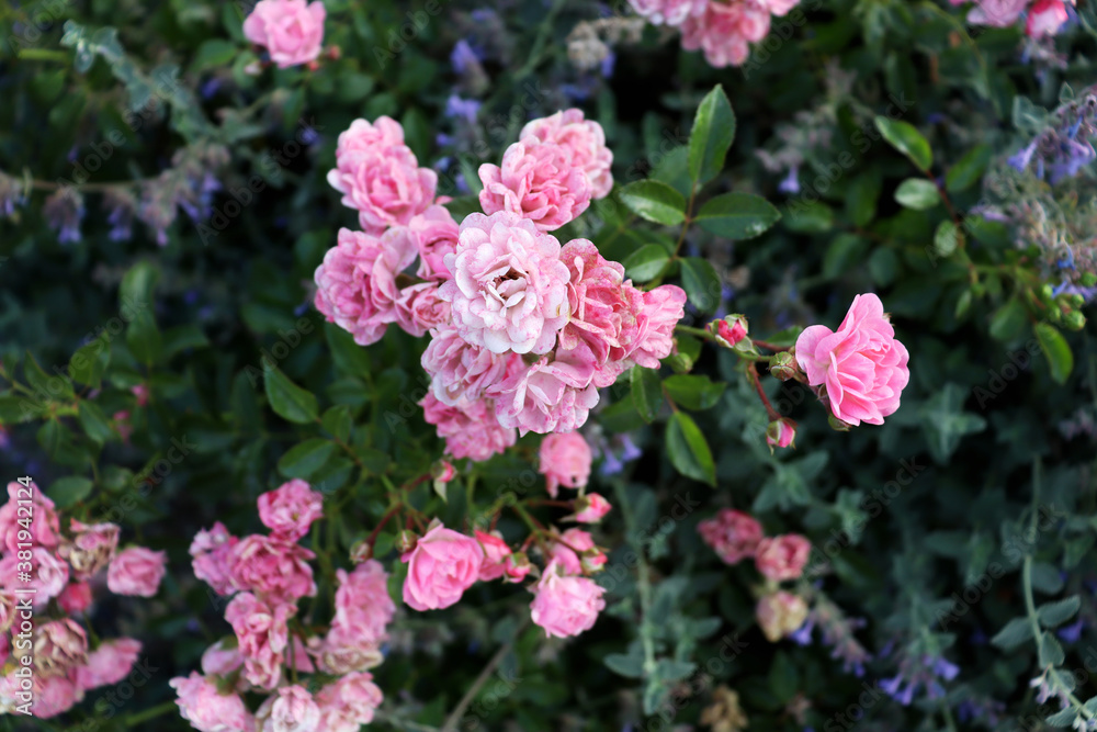 Romantic pink flowers background. Nature wallpaper