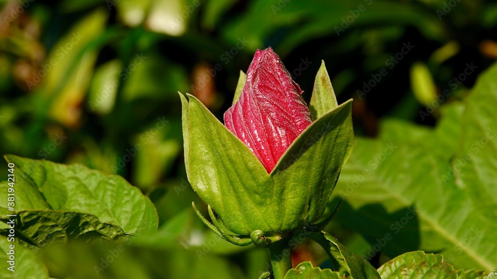Hibiskus, Malvengewächs, roter Riesenhibiskus, Eibisch Hibiskus, Malvengewächs, roter Riesenhibiskus, Eibisch