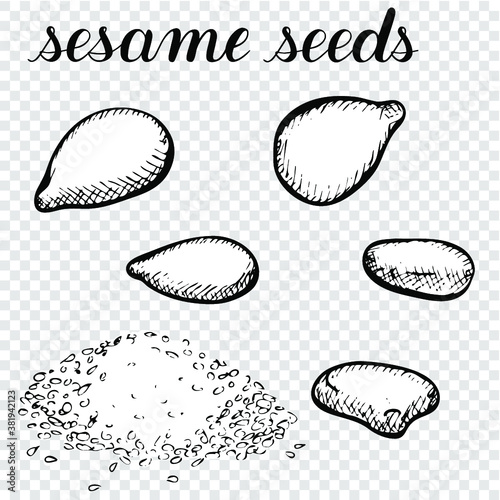 Sesame seeds. Vector illustration of spices. Sesame seeds seasoning. Black and white on a transparent background. Coloring book	