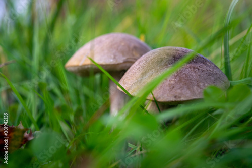 Young boletus mushrooms in green grass, close-up, selective focus. Autumn harvest, gifts of nature.