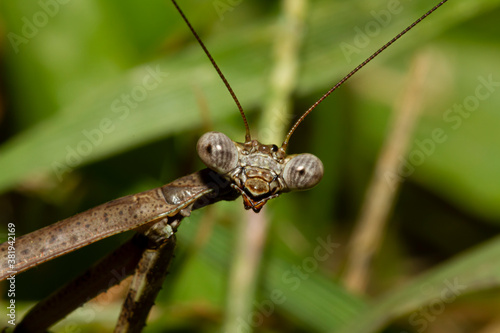 A head shot close up macro lens image of an adult Carolina mantis on a plant. Image shows details of its compound eye, mouth pieces and antenna as well as parts of its powerful arm