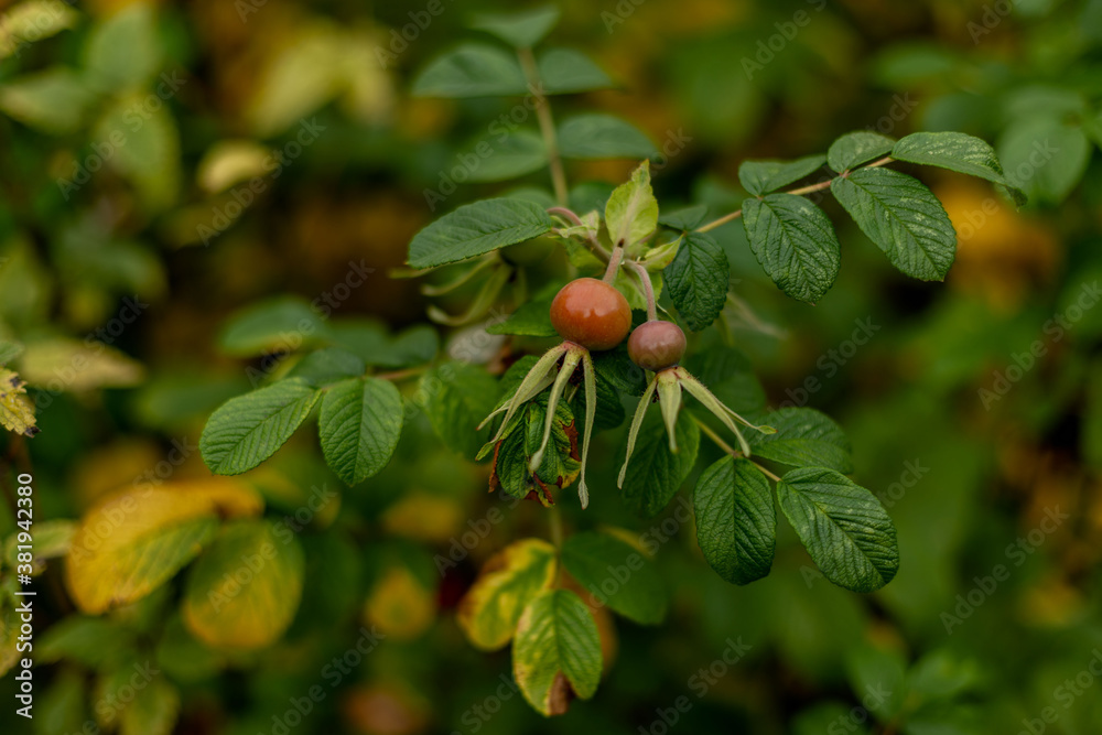 
rose hips and leaves
