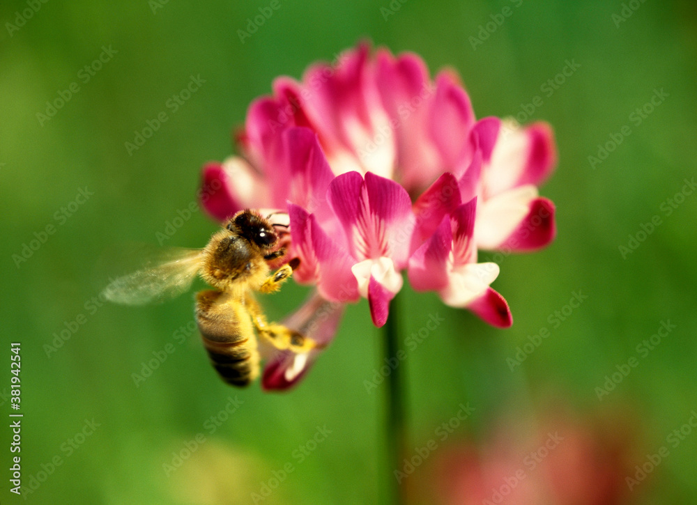 蜂蜜 蜂蜜