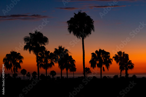 Palm Trees in Sunset glow