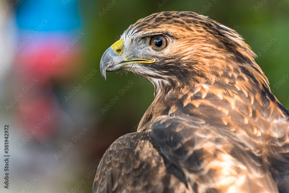 close up of a falcon close up of a falcon