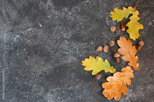 Dried oak leaves on a dark background. Autumn composition. Flat lay, top view, copy space
