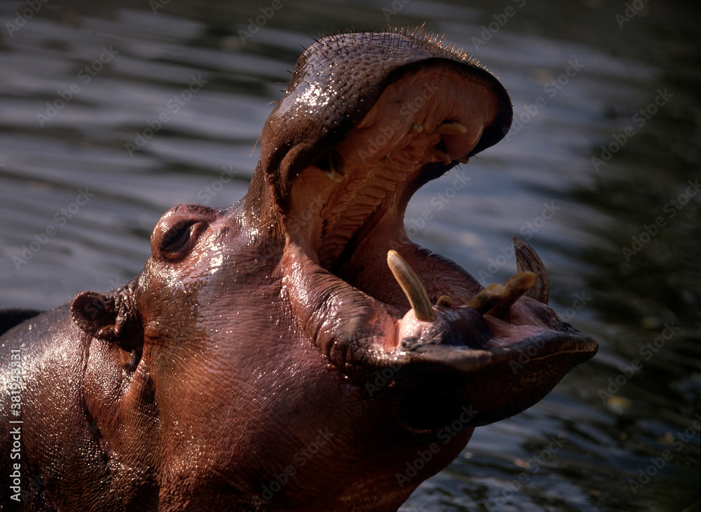 Fototapeta premium カバ