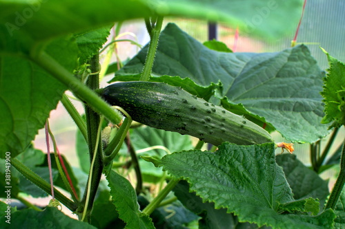 Green cucumber grows garden  great design for any