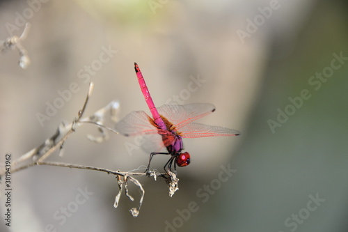 red dragonfly on a branch